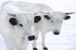 Calves in the snow